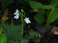 Habenaria plantaginea