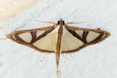 Glyphodes extorris