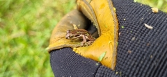 Litoria ewingii