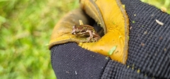 Litoria ewingii