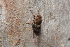 Birrima varians