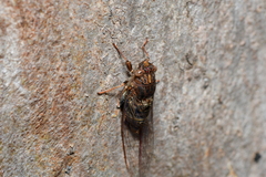 Birrima varians