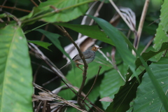 Orthotomus ruficeps