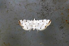 Pycnarmon cribrata