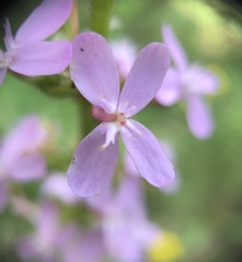 Stylidium armeria