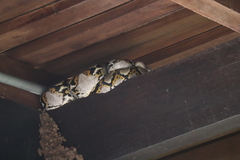 Malayopython reticulatus