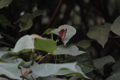 Elymnias hypermnestra