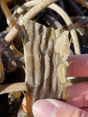 Membranipora membranacea