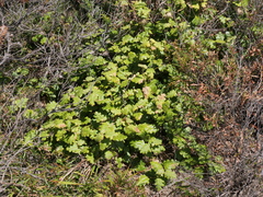 Chorilaena quercifolia