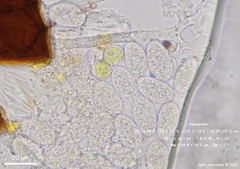 Erysiphe berberidis