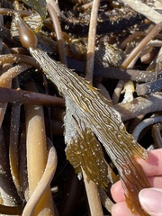 Membranipora membranacea