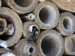 Hylaeus nubilosus