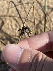 Juncus breweri