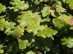 Chorilaena quercifolia