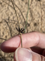 Juncus breweri