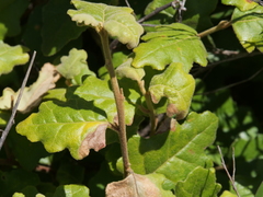 Chorilaena quercifolia