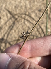 Juncus breweri