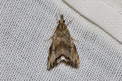 Glaucocharis dilatella