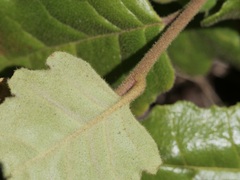 Chorilaena quercifolia