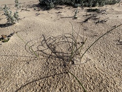 Juncus breweri