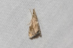 Glaucocharis dilatella