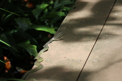 Chrysopelea paradisi