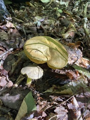 Retiboletus