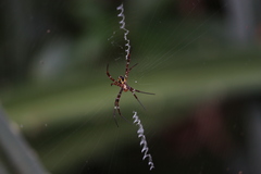 Argiope versicolor