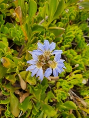 Scaevola calendulacea