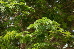 Paubrasilia echinata