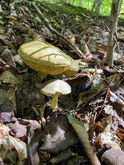 Retiboletus