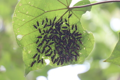 Dysdercus decussatus