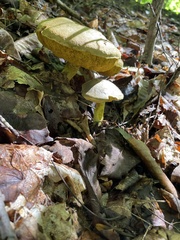 Retiboletus