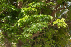 Paubrasilia echinata