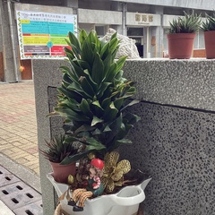 Dracaena fragrans compacta