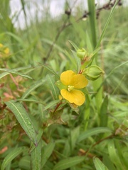 Ludwigia alternifolia