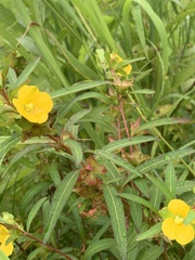 Ludwigia alternifolia