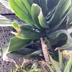 Dracaena fragrans compacta