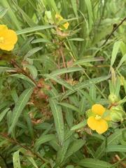 Ludwigia alternifolia