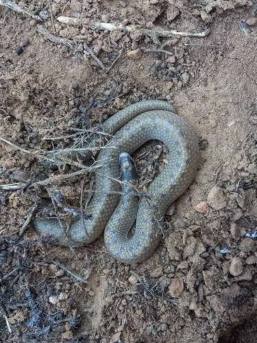 Photo of a Southern Shovel-snout (Prosymna sundevalli)