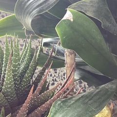 Dracaena fragrans compacta