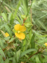Ludwigia alternifolia
