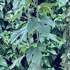Moraceae