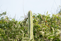 Cereeae