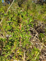 Isopogon dubius