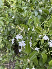 Jasminum fluminense fluminense
