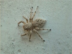 Plexippoides flavescens