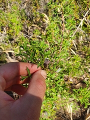 Isopogon dubius