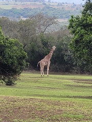 Giraffa camelopardalis