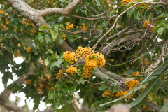 Pterocarpus violaceus
